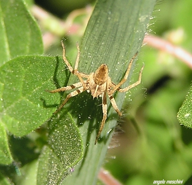 Pisaura sp.